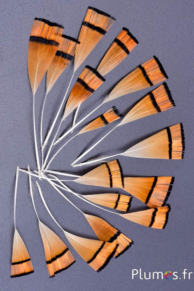 Blütenblätter aus Federn - 5-8 x 1-2 cm - orange-schwarz natur